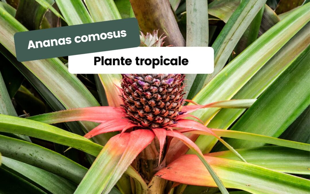 Ananas comosus : la plante tropicale qui produit le fruit de l’ananas