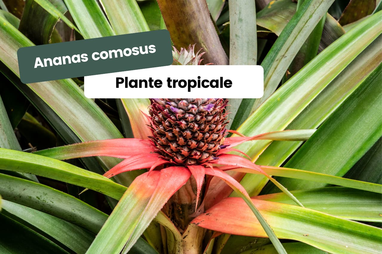 Ananas comosus plante tropicale