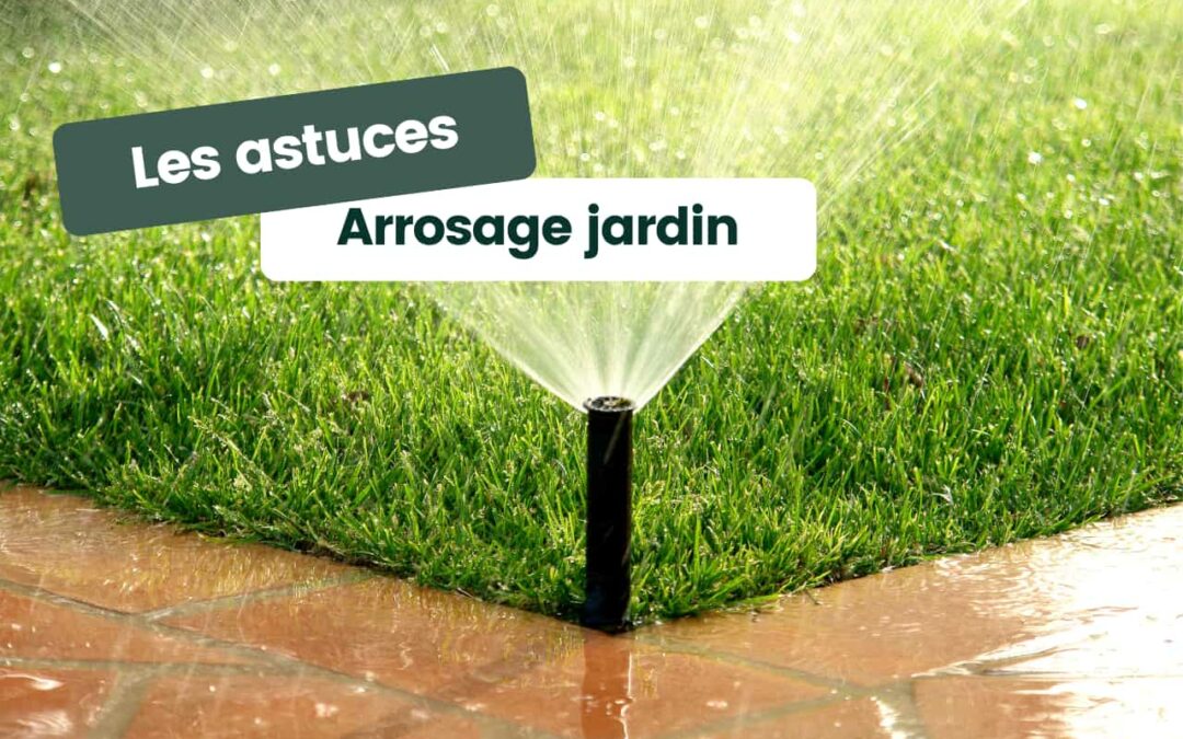 Astuces pour optimiser l’arrosage de vos plantes dans votre jardin