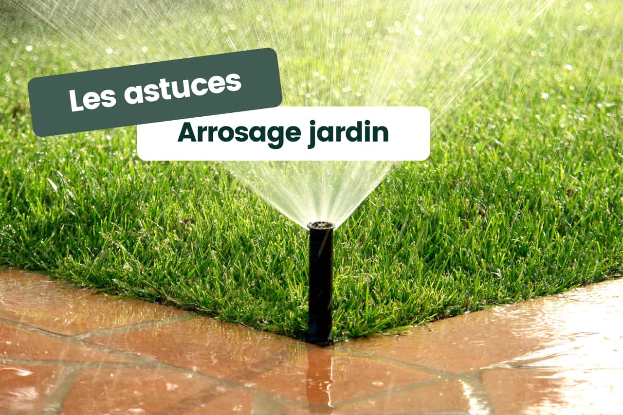 Astuces pour optimiser l’arrosage de vos plantes dans votre jardin