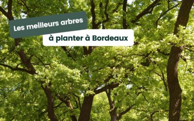 Les meilleurs arbres à planter à Bordeaux et en Gironde