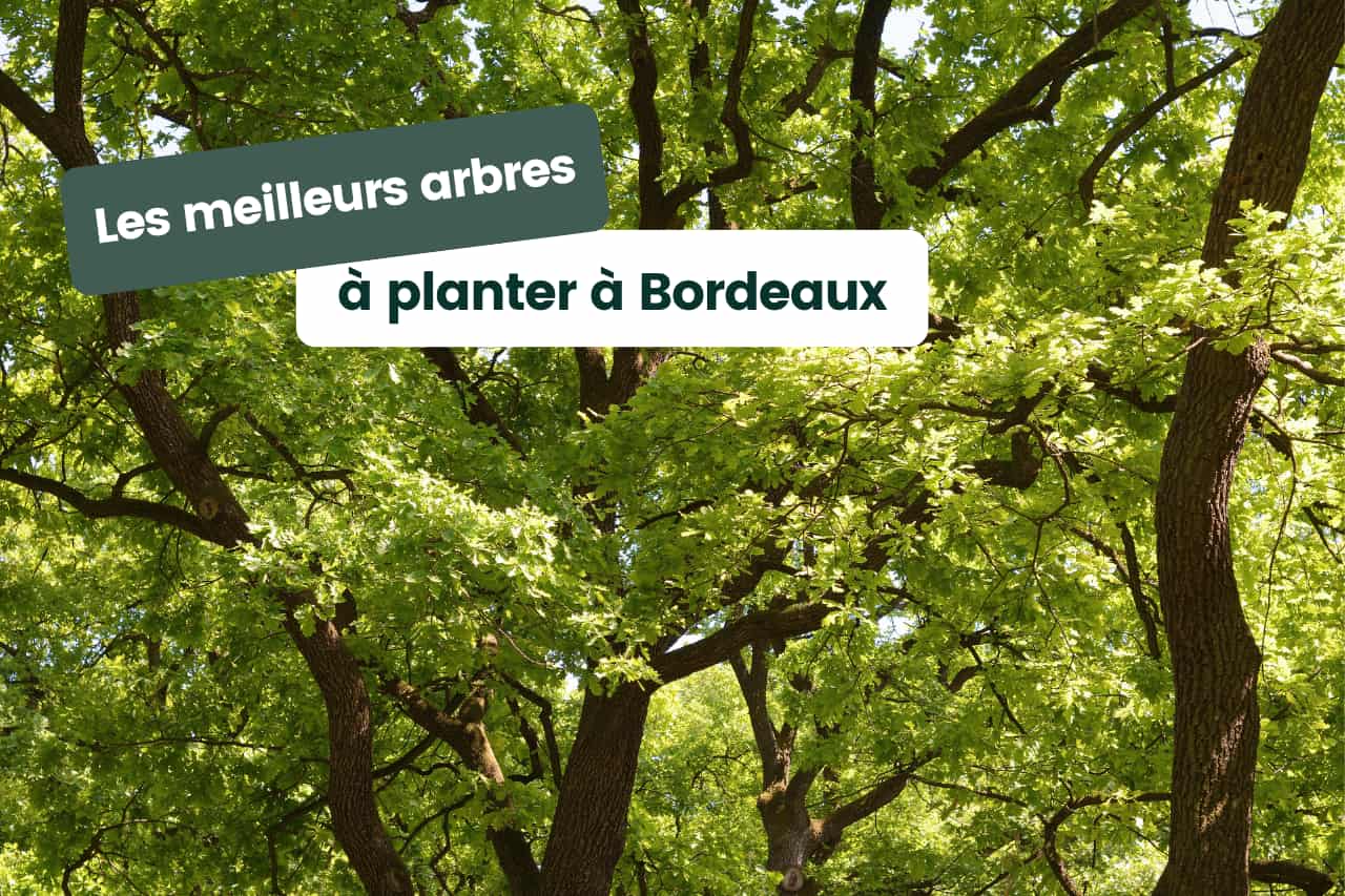 meilleurs arbres à planter à Bordeaux et en Gironde