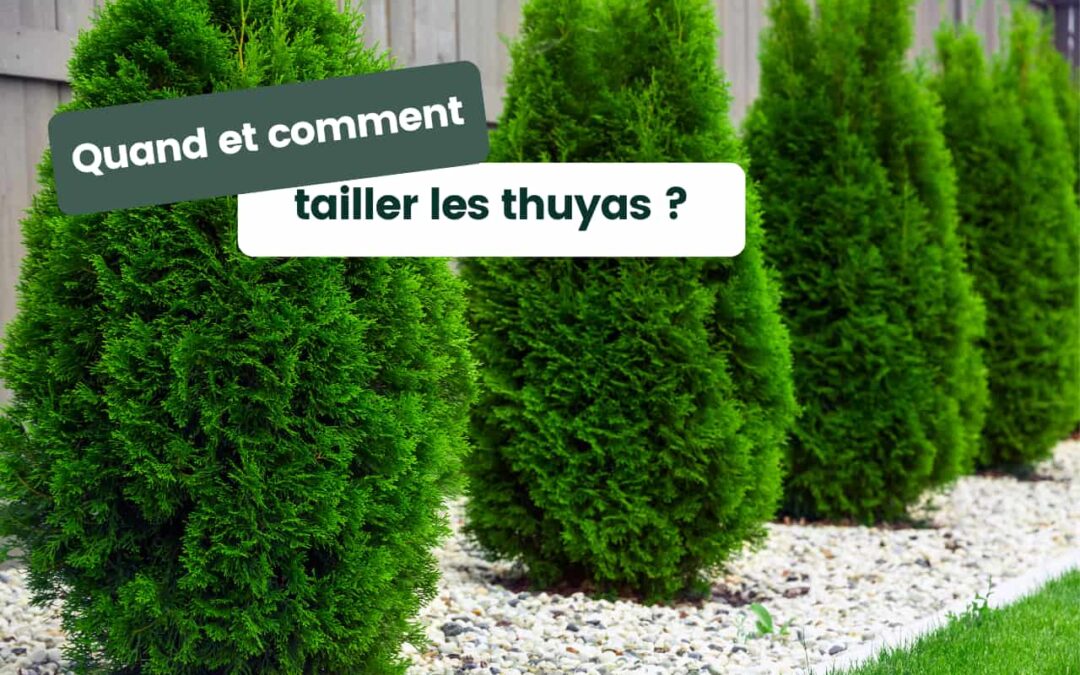 Quand et comment tailler les thuyas ?