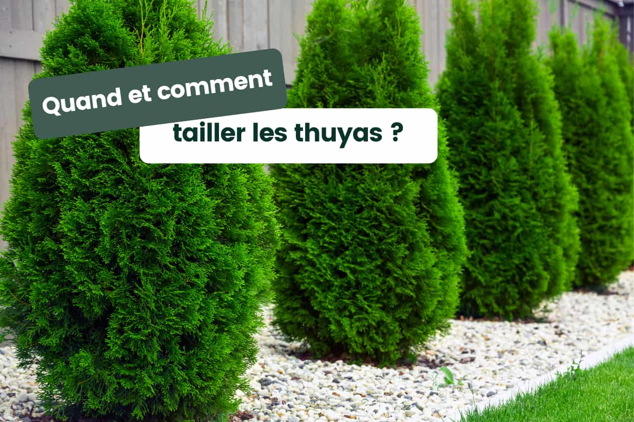quand et comment tailler les thuyas