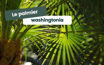 Le palmier Washingtonia : élévation exotique pour votre jardin