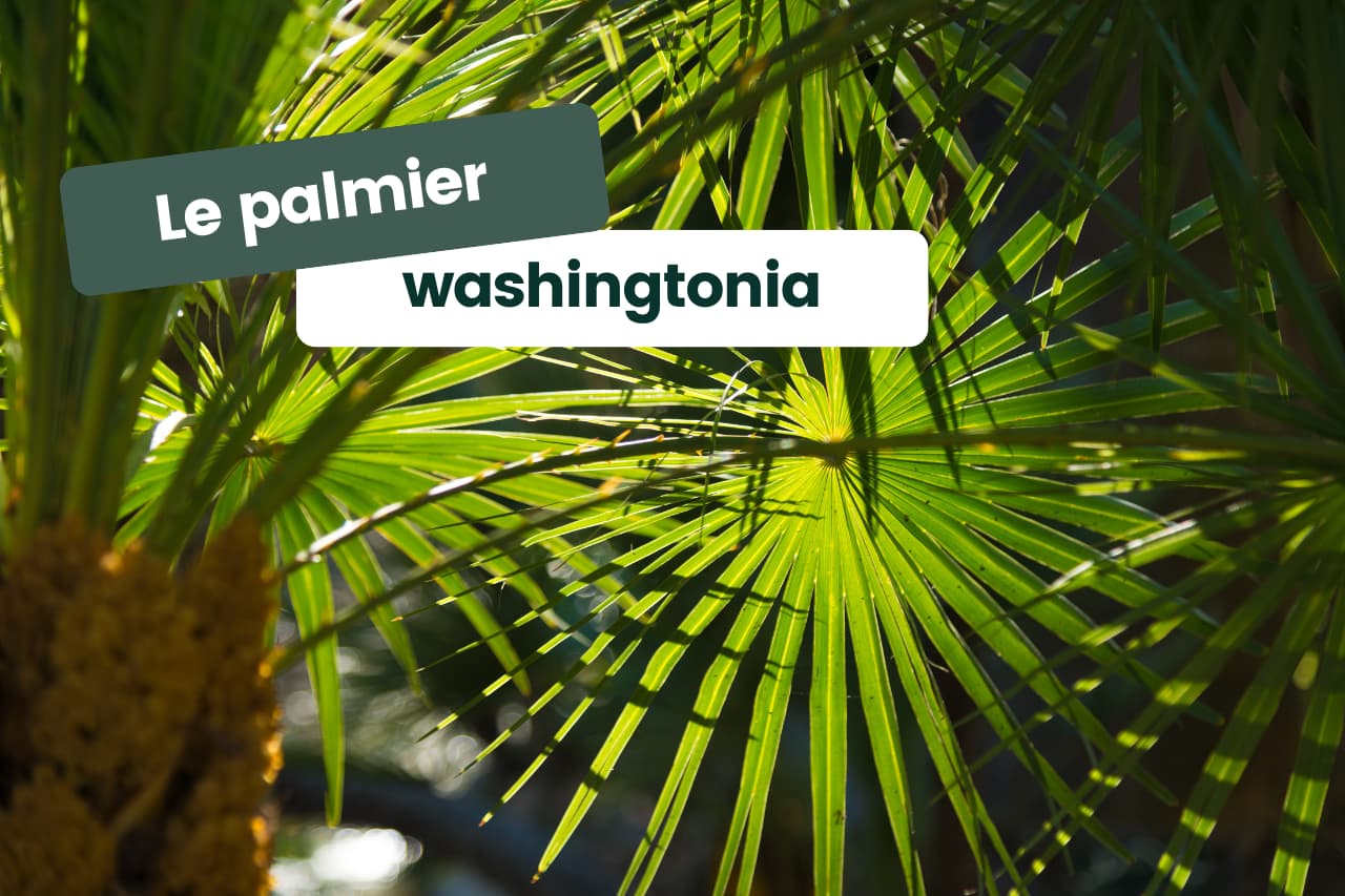 Palmier washingtonia tout savoir