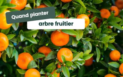 Quand et comment planter un arbre fruitier ?
