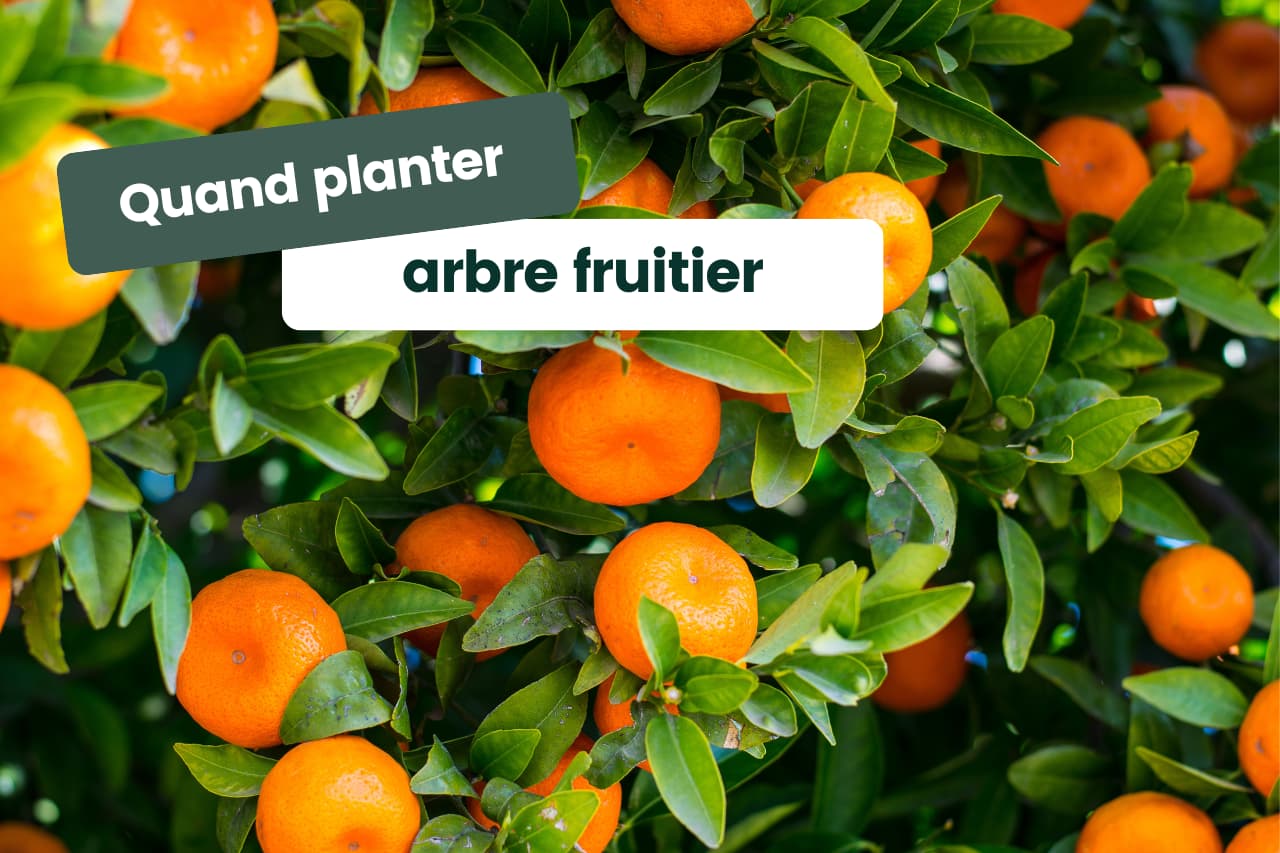 Quand et comment planter un arbre fruitier